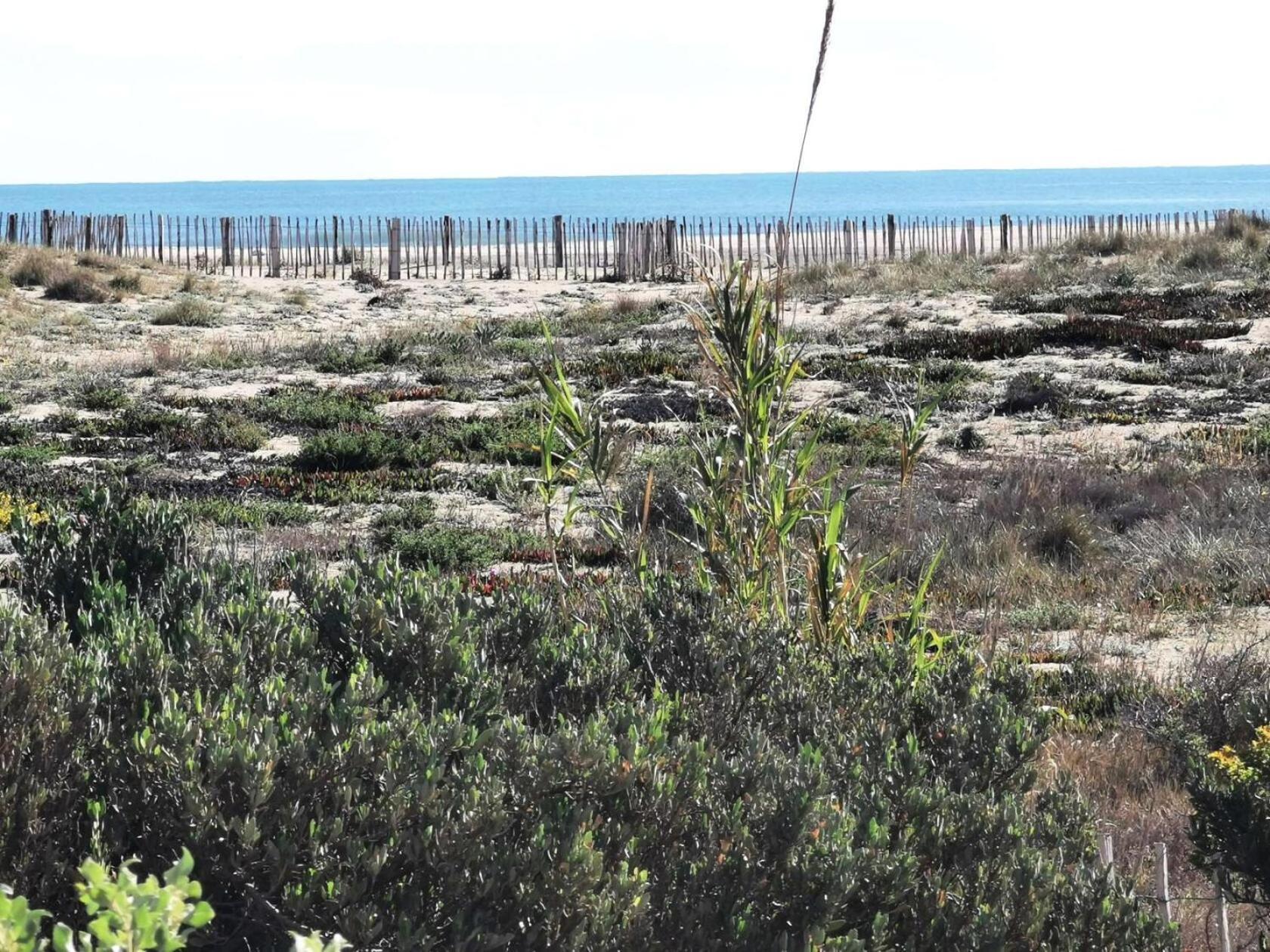 Résidence COPACABANA - 2 Pièces pour 6 Personnes 84 Leucate Esterno foto